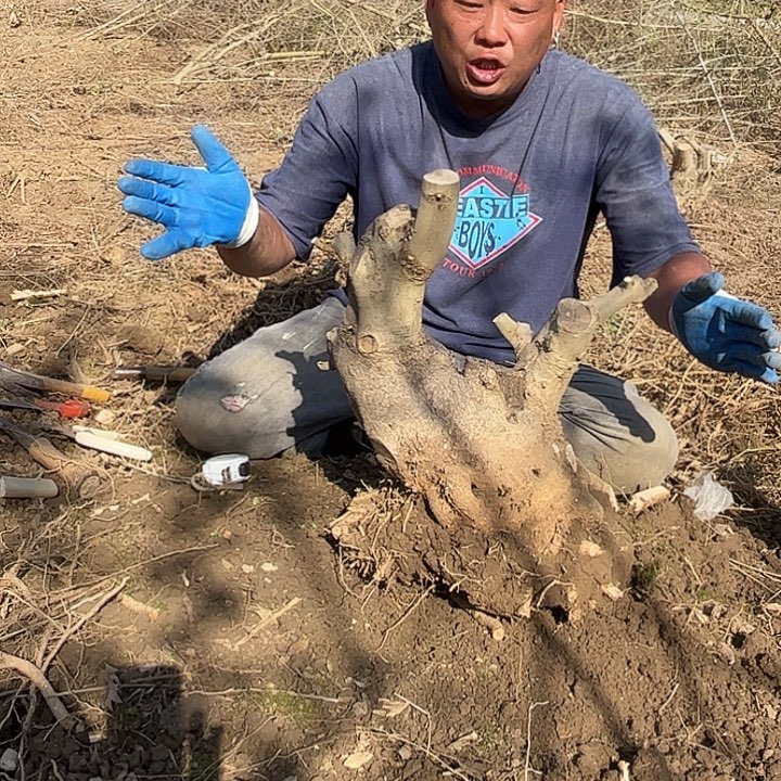 润***无花朵对节白蜡素材一颗