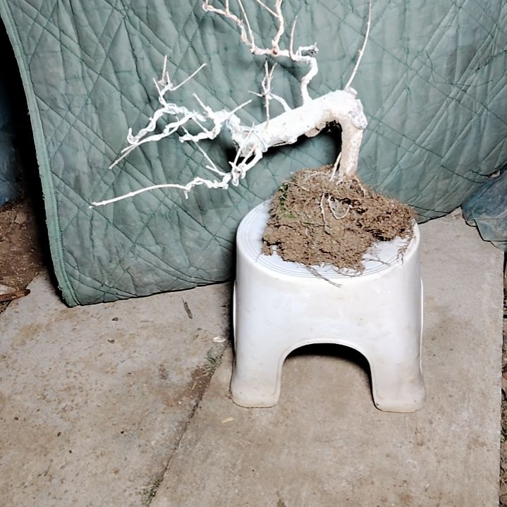 完全开放石榴盆景，脱盆发