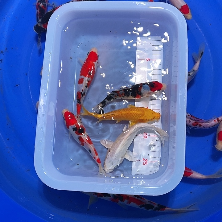 海水锦鲤的尾巴和尾巴
