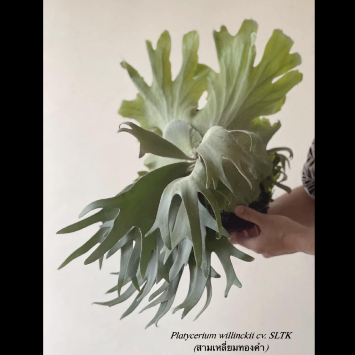 SLTK「金三角」原厂孢子苗（原始母本孢播）