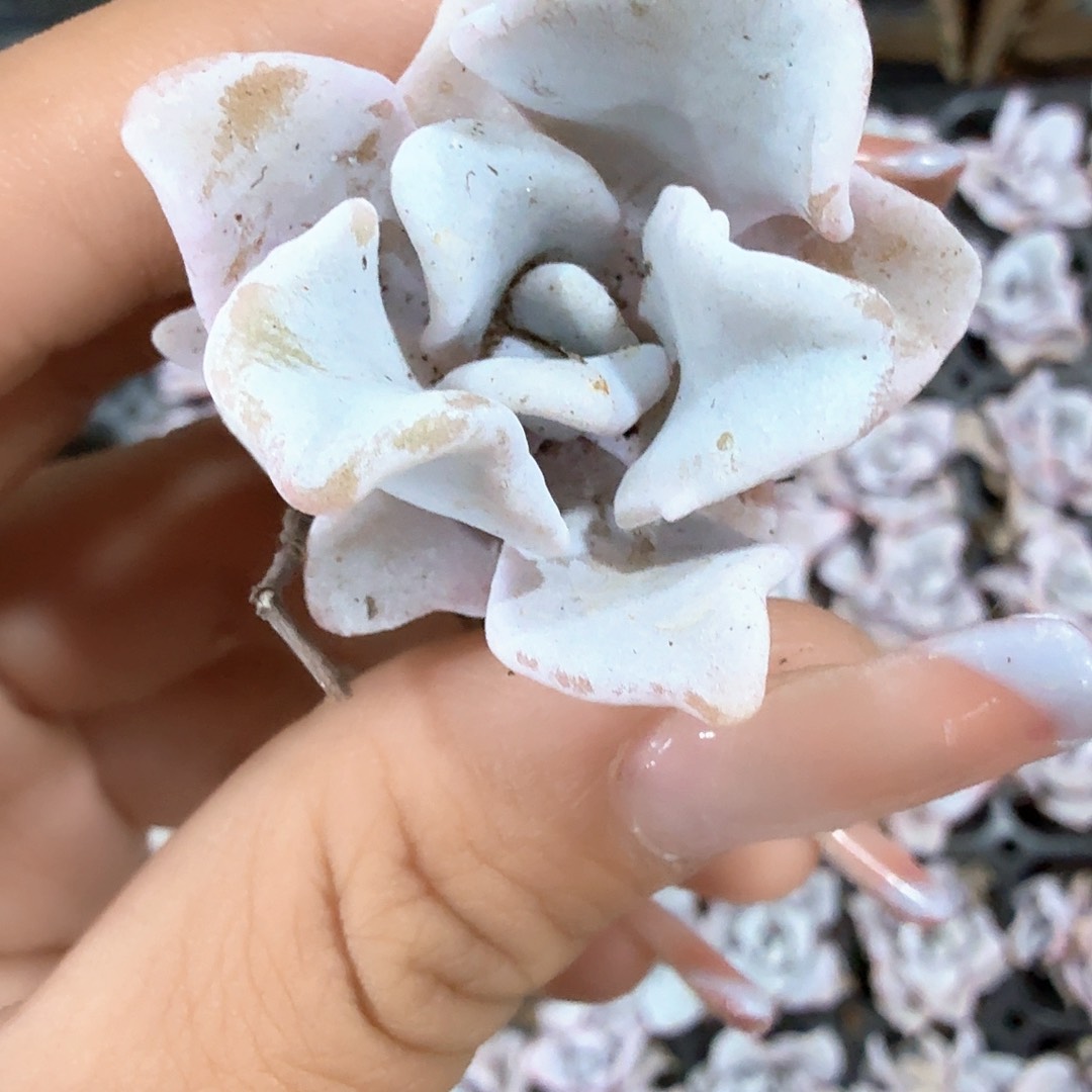 白饺子皮3颗一组