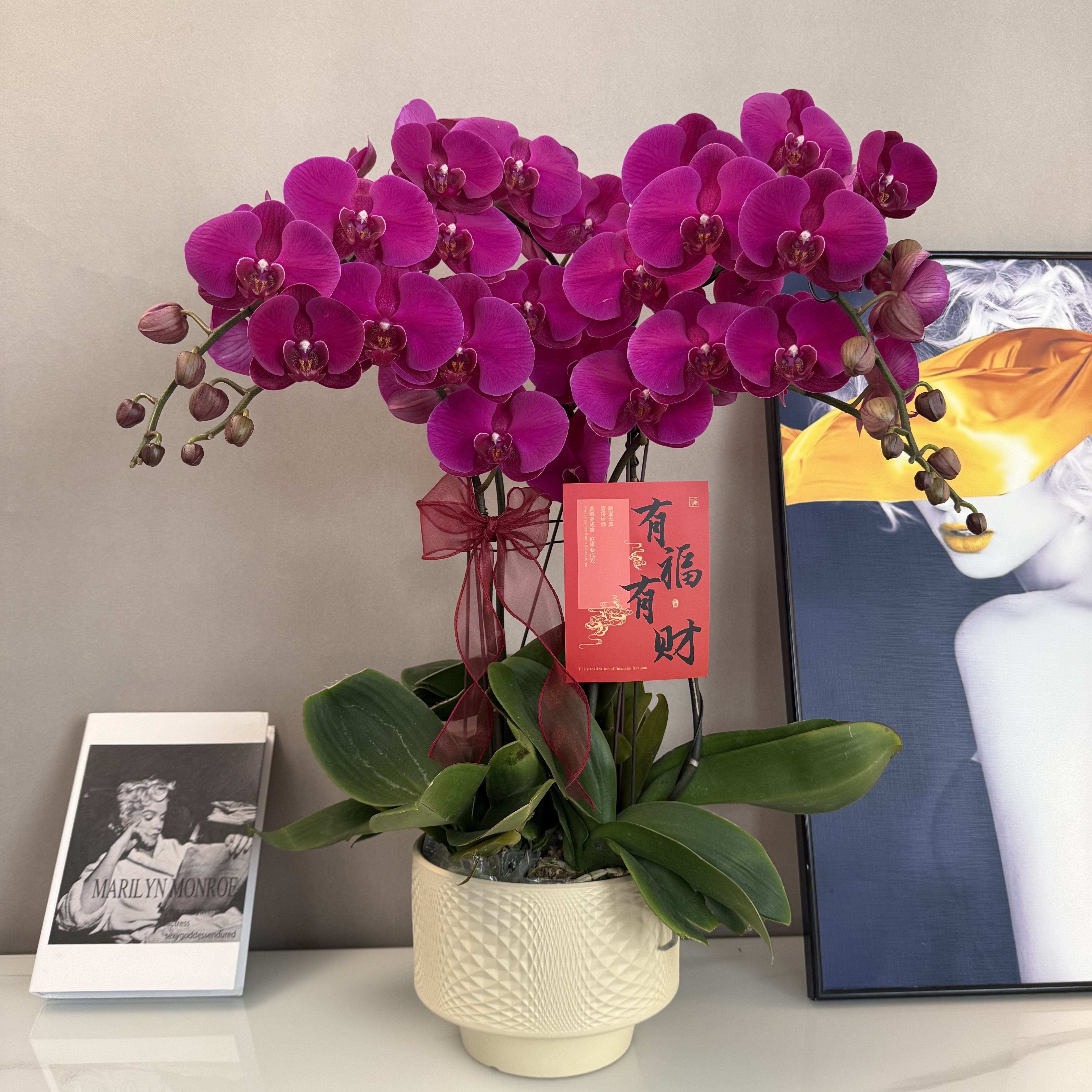 蝴蝶兰【大辣椒】年宵花爆款红色大花 室内观赏 送礼花卉 基地直发