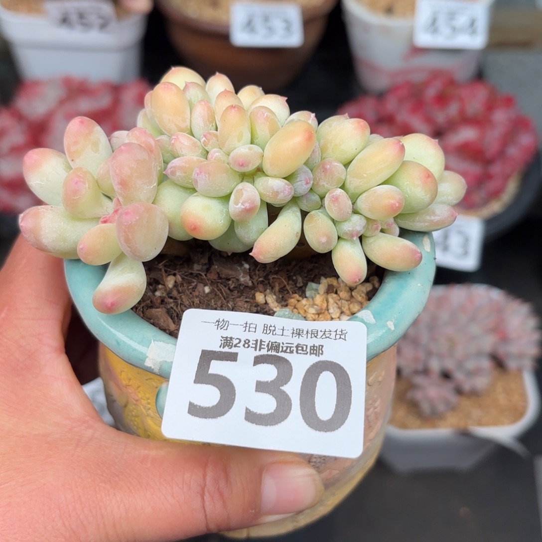 三日月美人缀无盆土发货