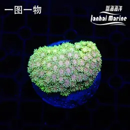 人工彩色单苞珊瑚水草，新手好养