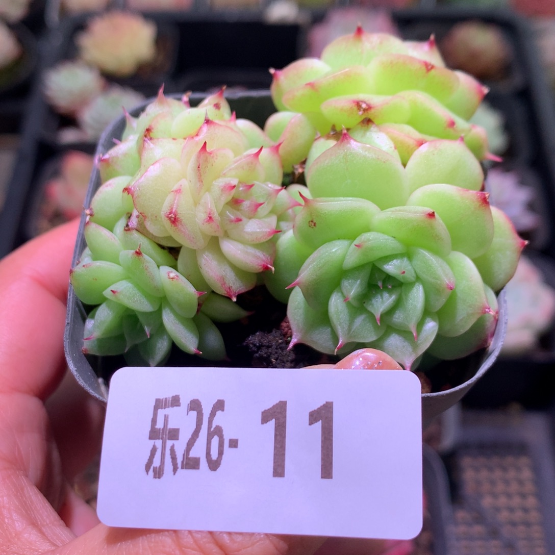 乐然26-11 麦秆群 不包整