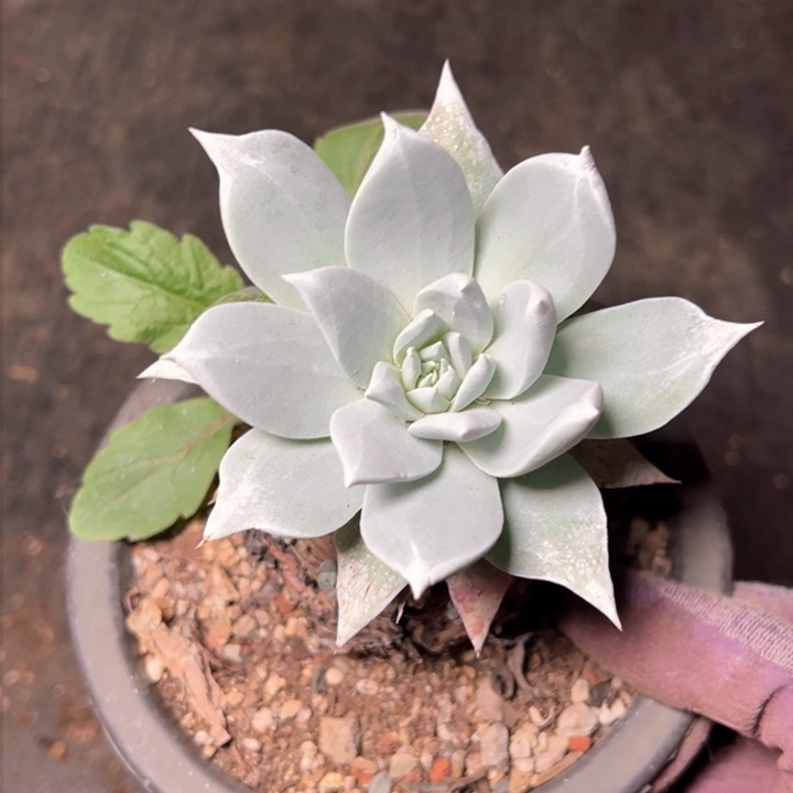 1306苹果叶雪山哈哈哈哈哈