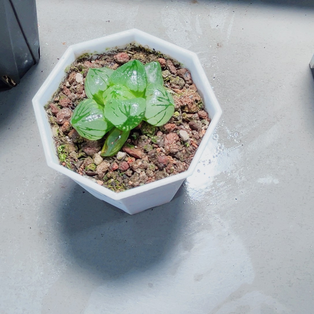 虞美人多肉植物6666