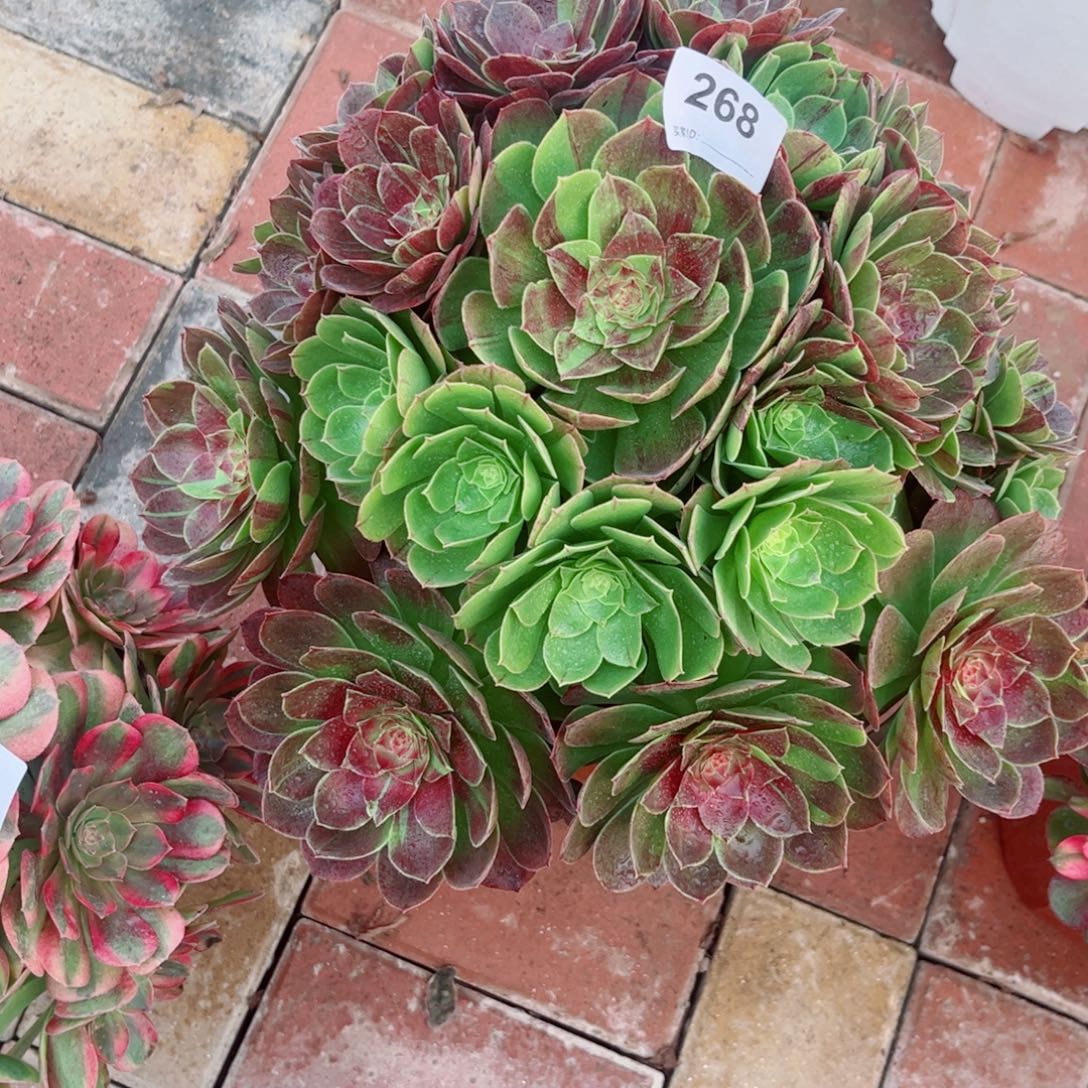 268花月夜法师多肉植物