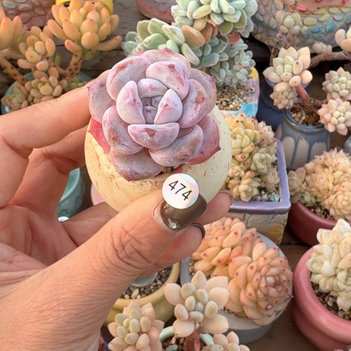 474 多肉含盆土30元包邮除偏远地区