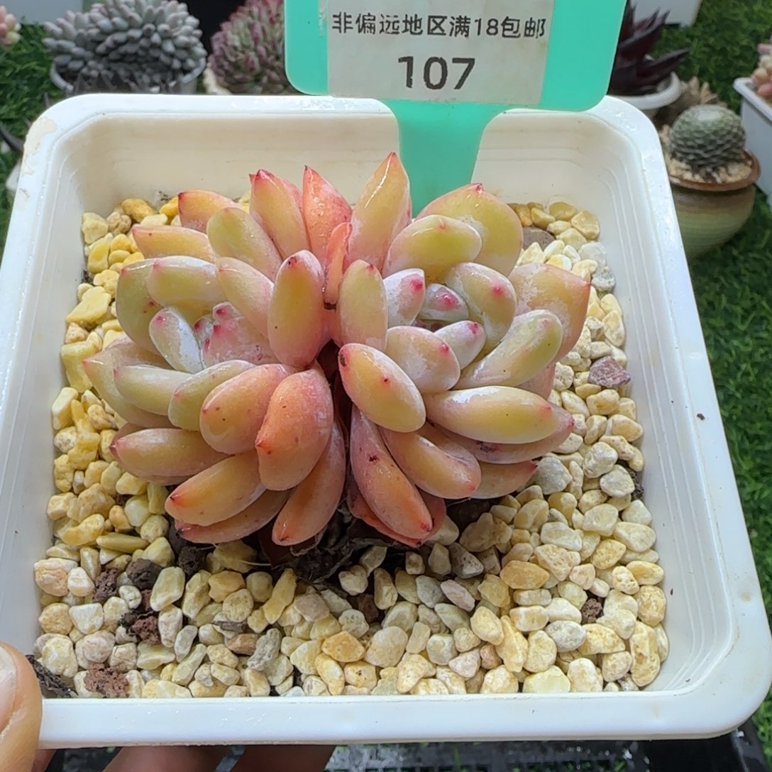 唐二姐多肉编号107