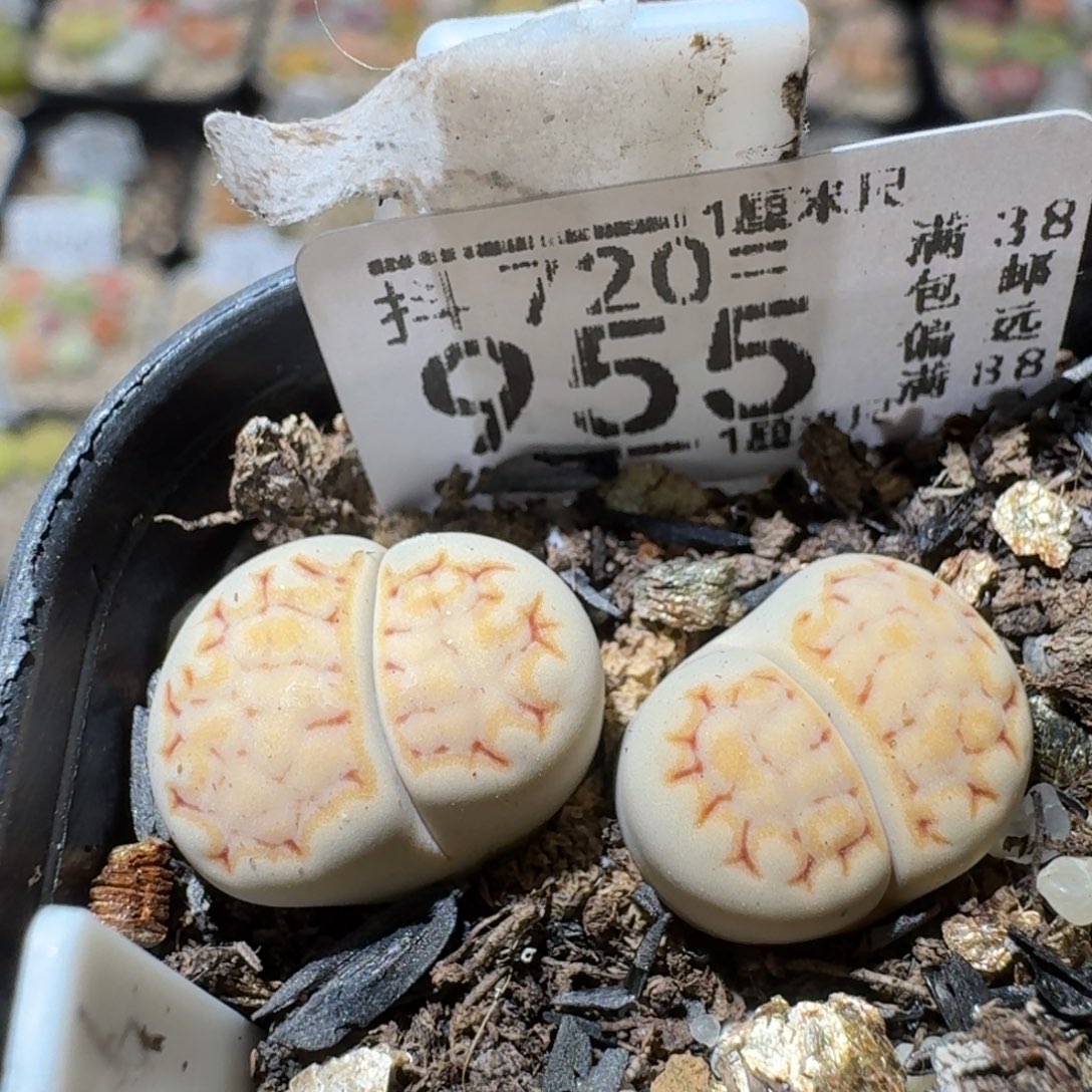 Sss生石花清货955