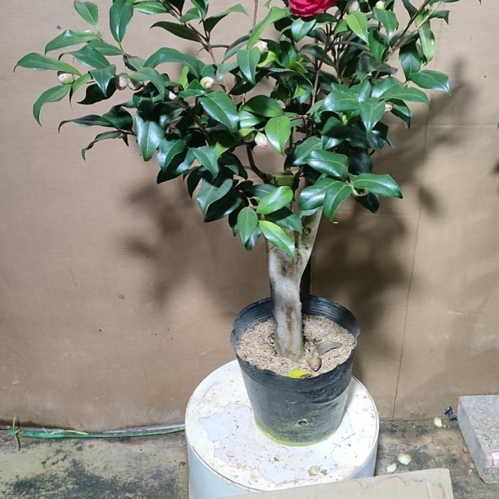 703五品，原盆原土发货，不包邮