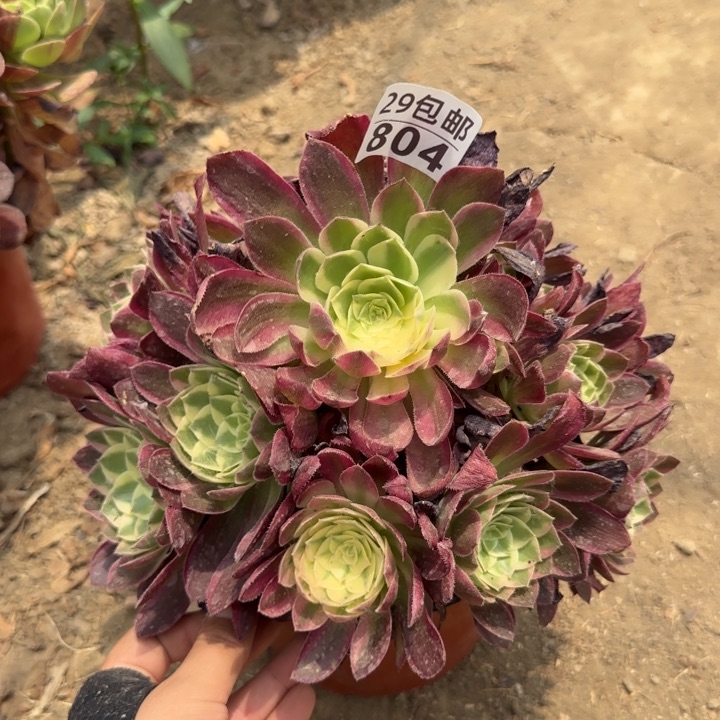 海王……多肉植物……