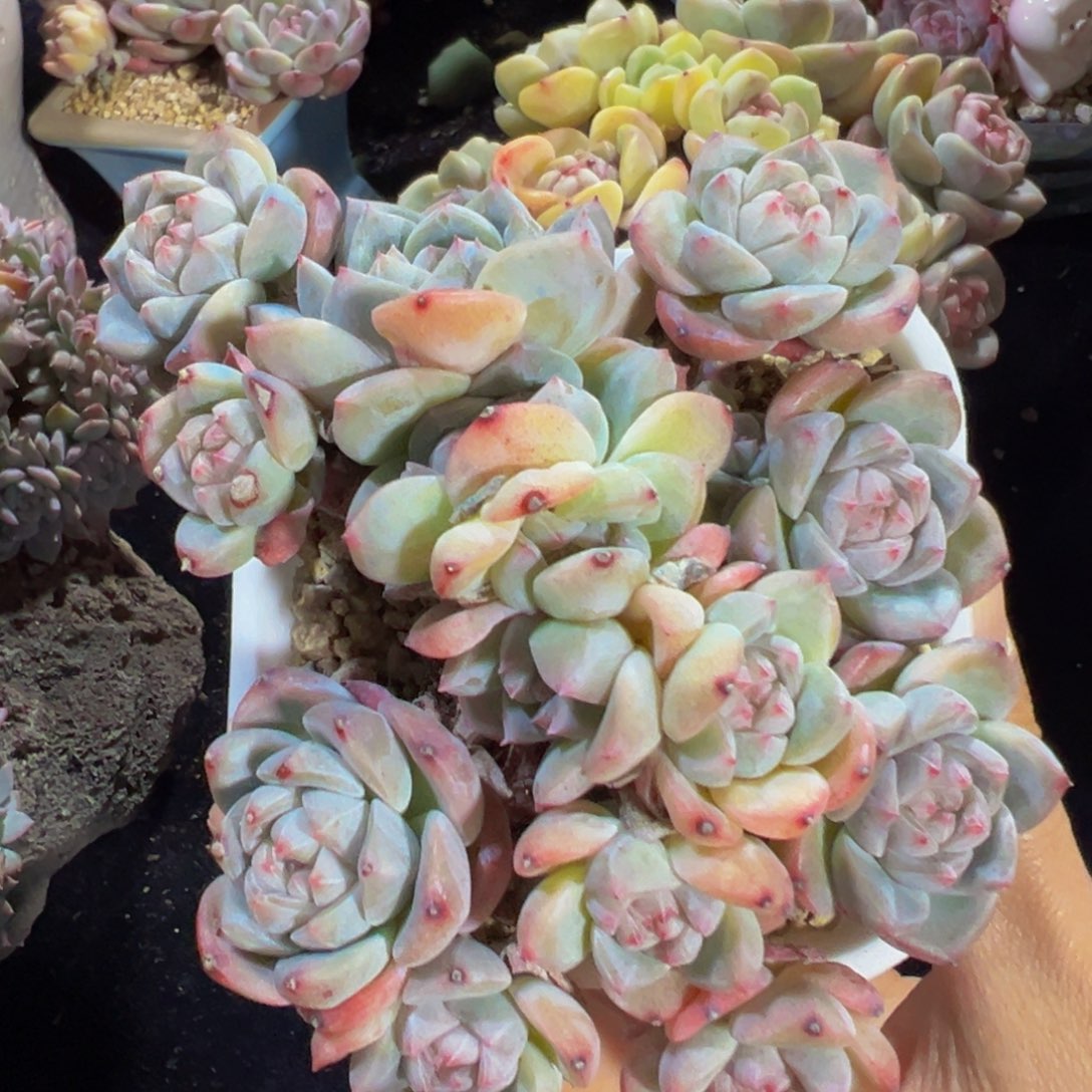 厚梦群生天天开心