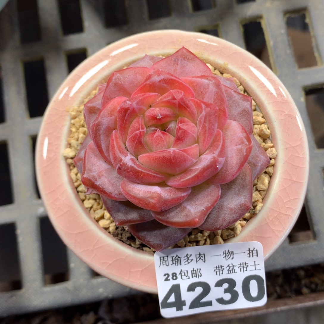 精控多肉植物4230