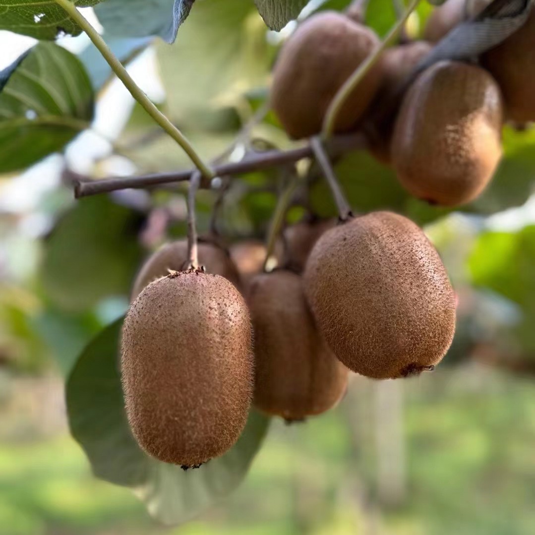 果木岛硕微果树苗木专卖店