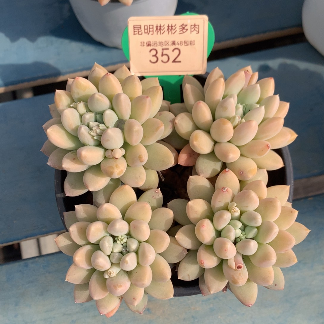 48七彩奶糖无砍平头352