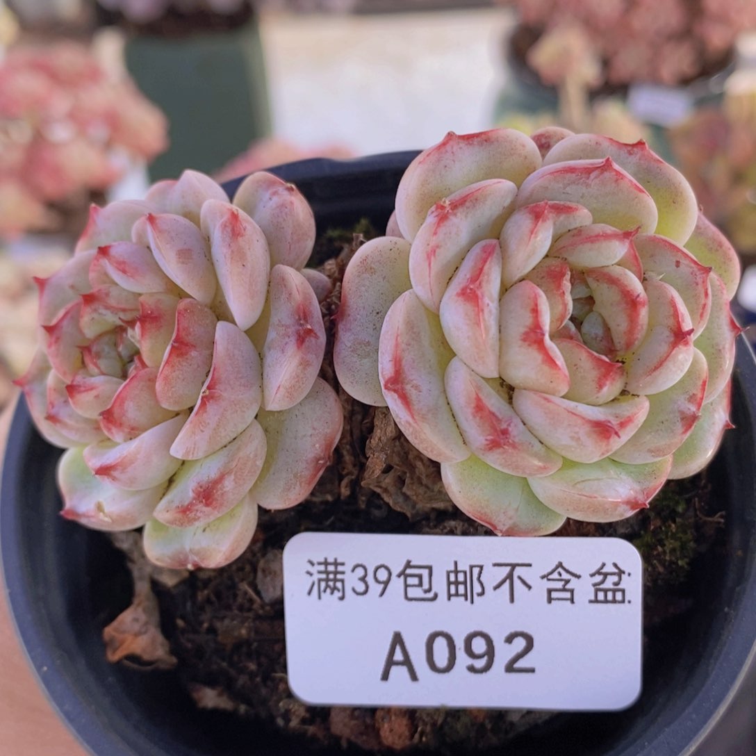 天鹅绒2棵092多肉植物