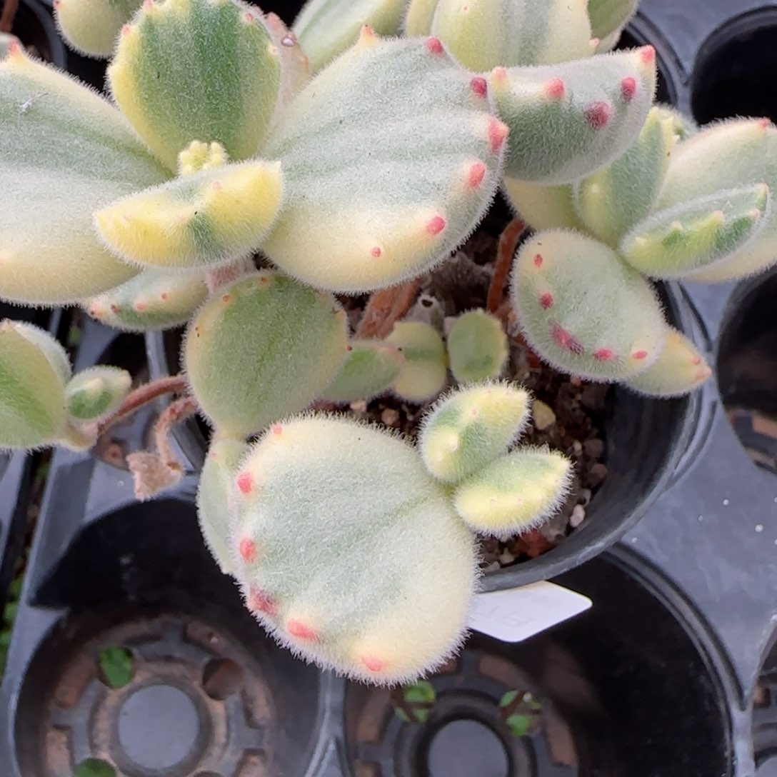 花语逸镜0127-653