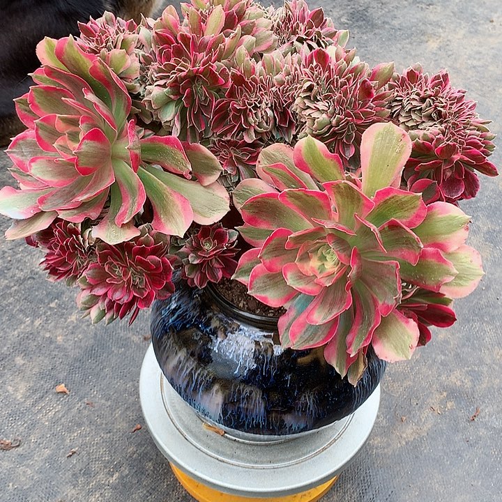 女郎缀化脱土发货