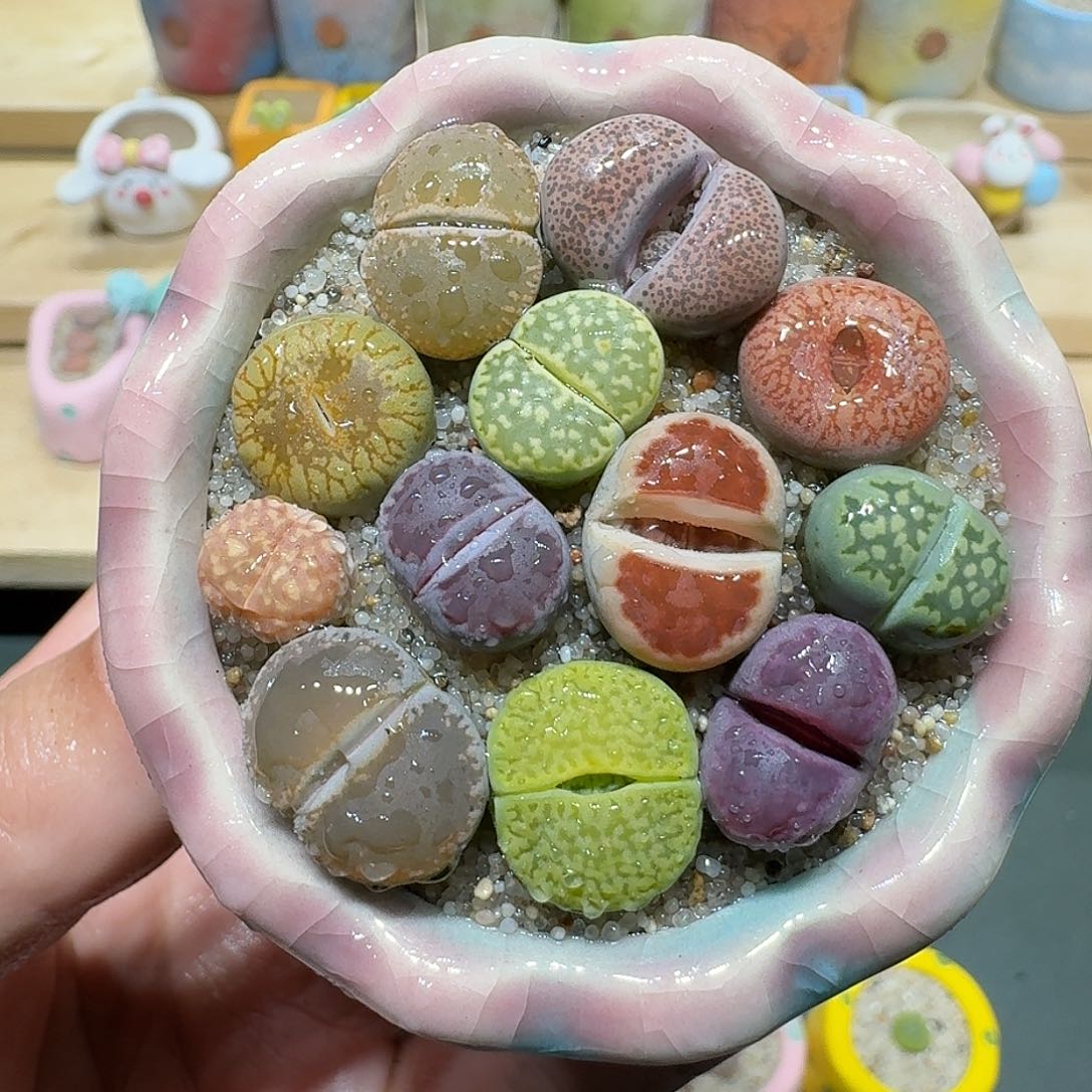 红陶蘑菇516彩拼