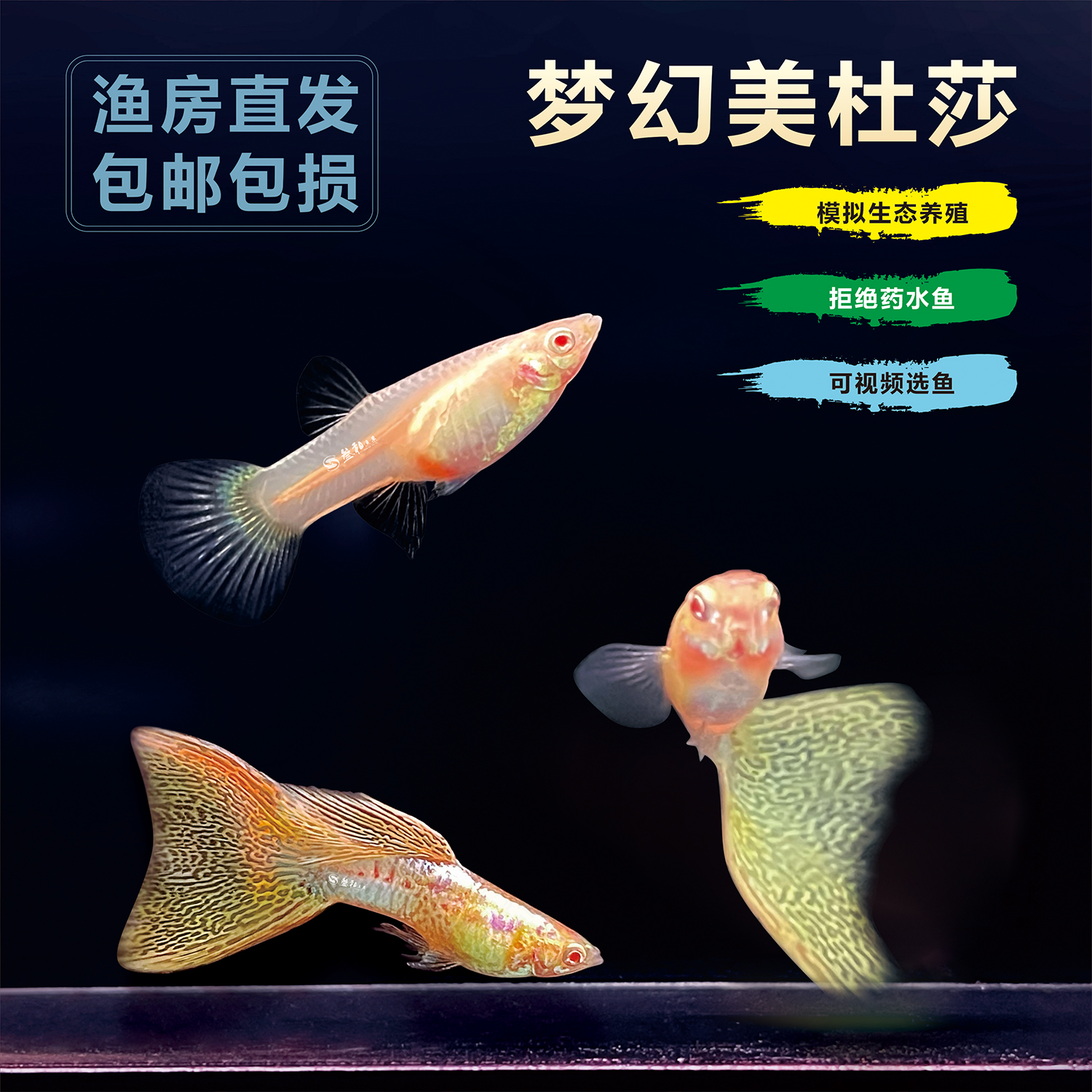 美杜莎白子孔雀鱼金属蛇纹小型热带淡水观赏鱼凤尾精品孕母好养