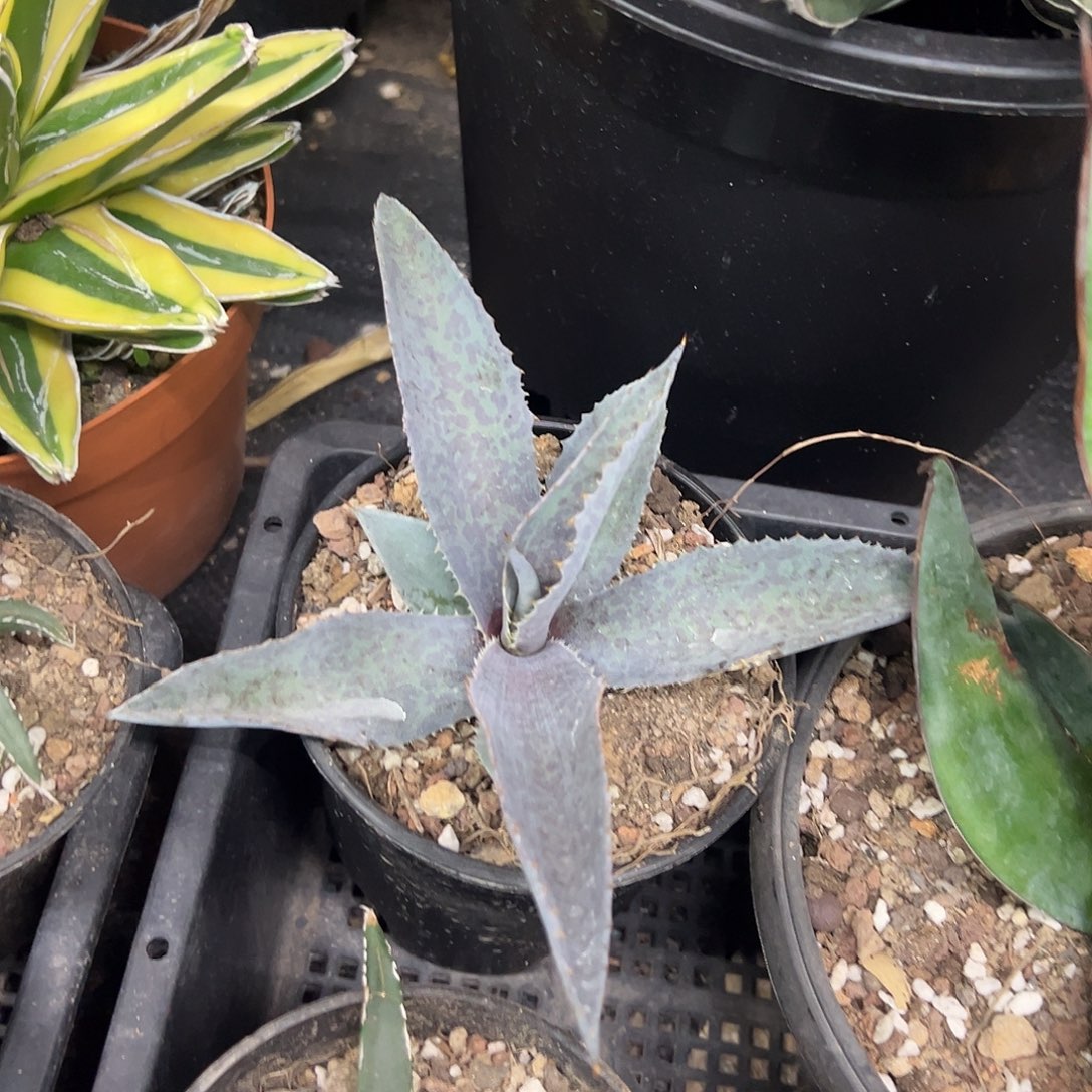 玛雅女王龙舌兰侧芽