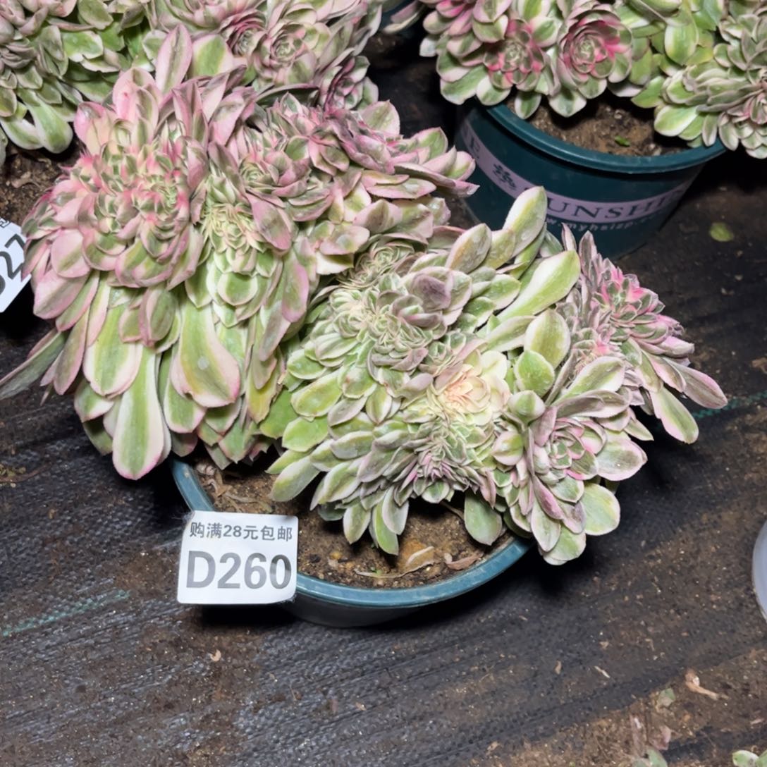 楊*260多肉植物荔枝缀化