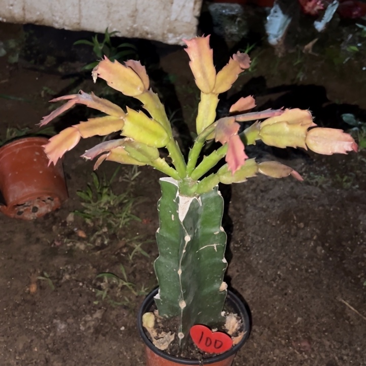 先***想当前无花栽培后可以开花067  100