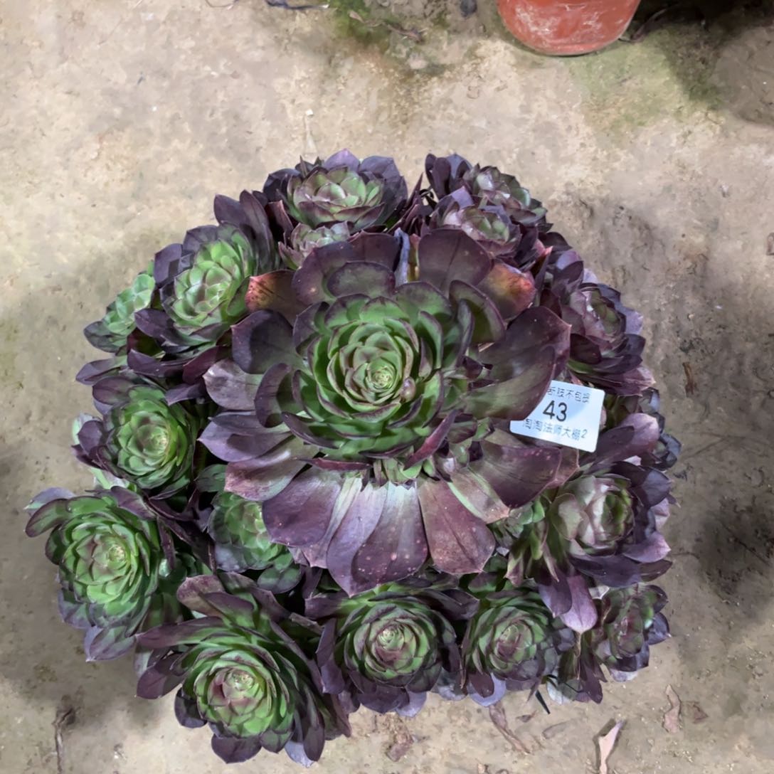 43黑魔多肉植物法师