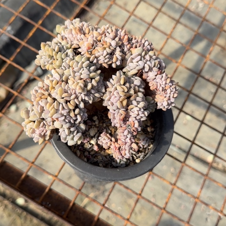 不知名多肉绿植植物