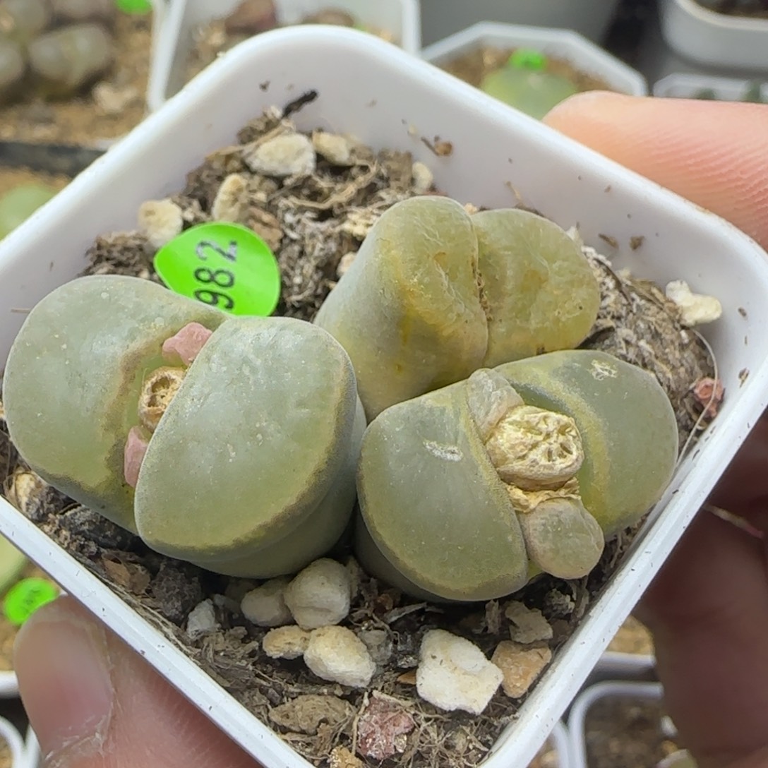 风铃群多肉植物982