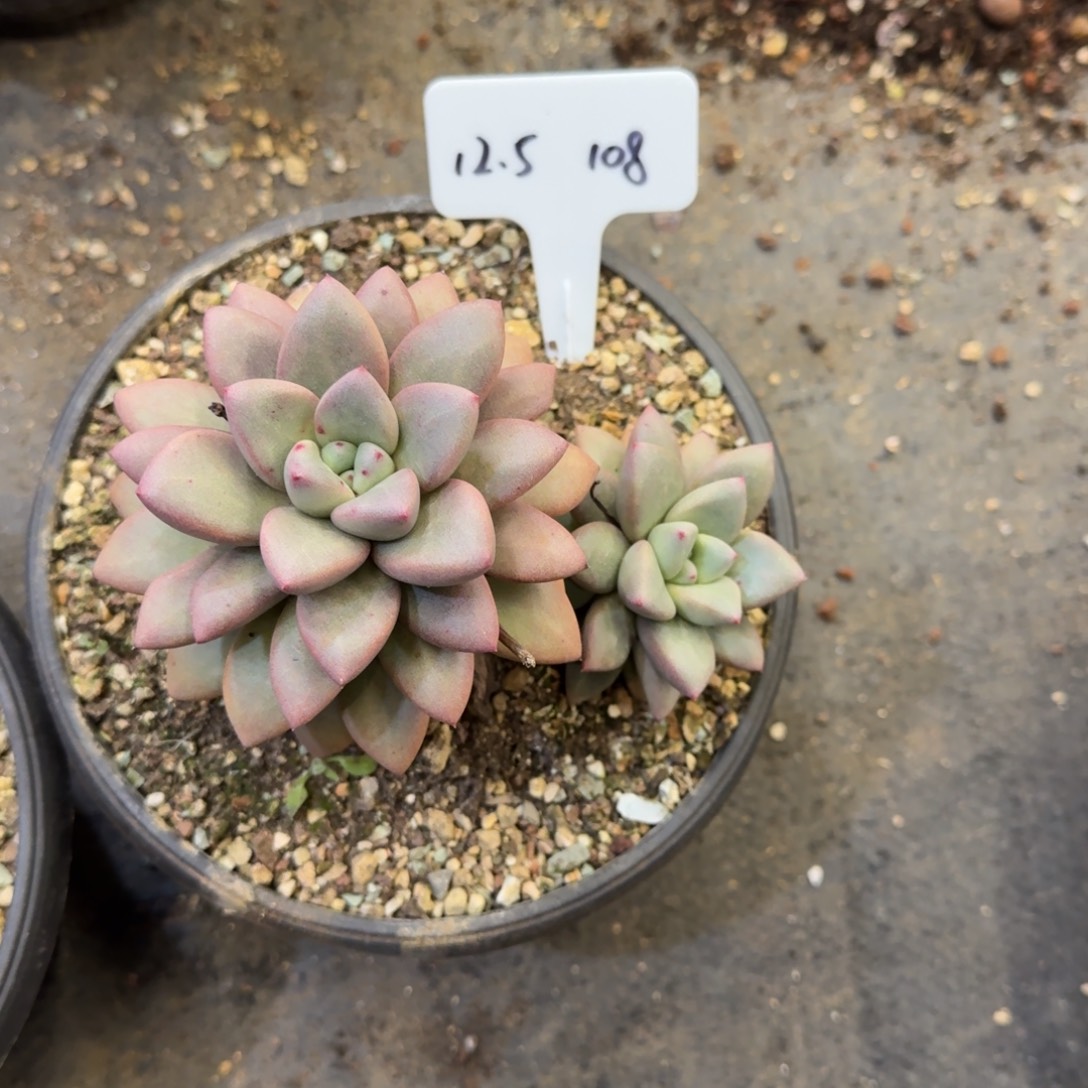 一物一拍胖体狼牙108