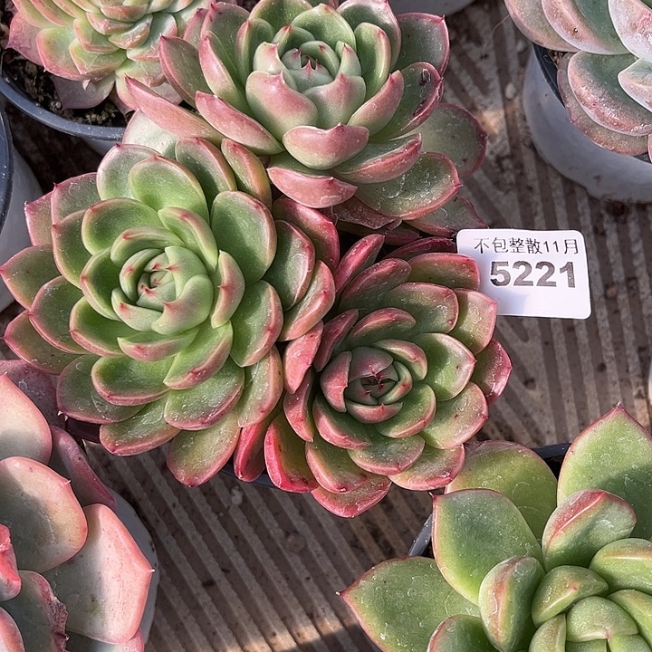 ****梓阿雅园艺。         5221