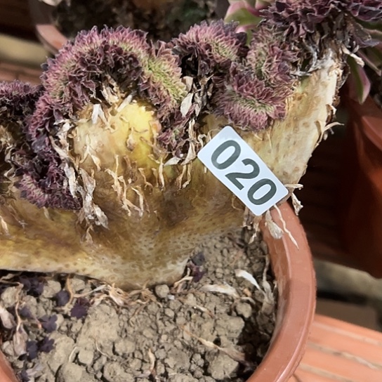 音***爱多肉植物一个表白020