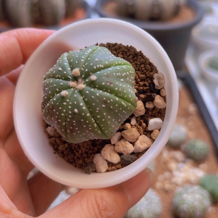 实生奇迹海星福袋