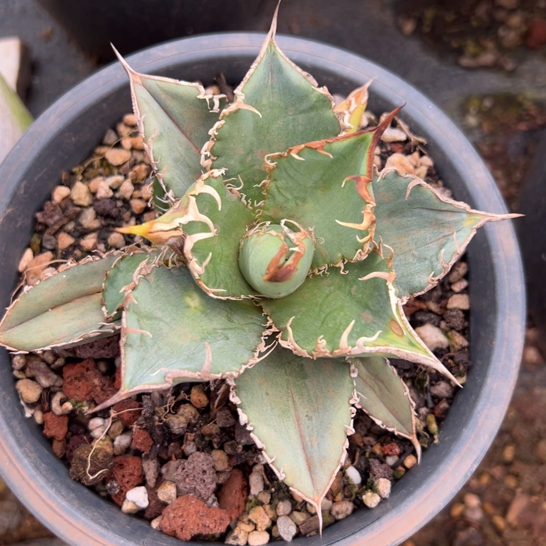 多肉植物龙舌兰道