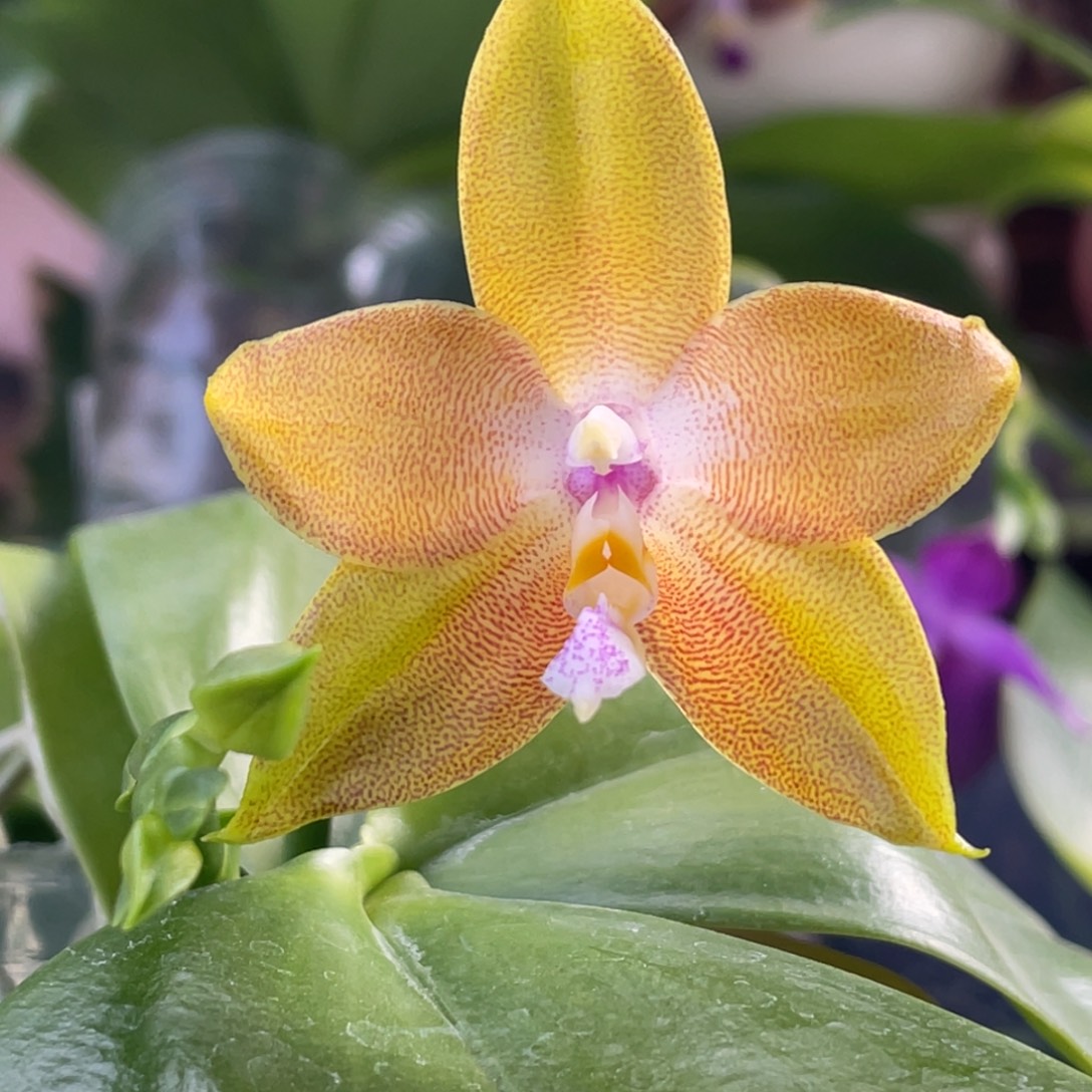 大部分花苞少量开放2.5绿鹰交郑敏刺猬（双十一特惠）