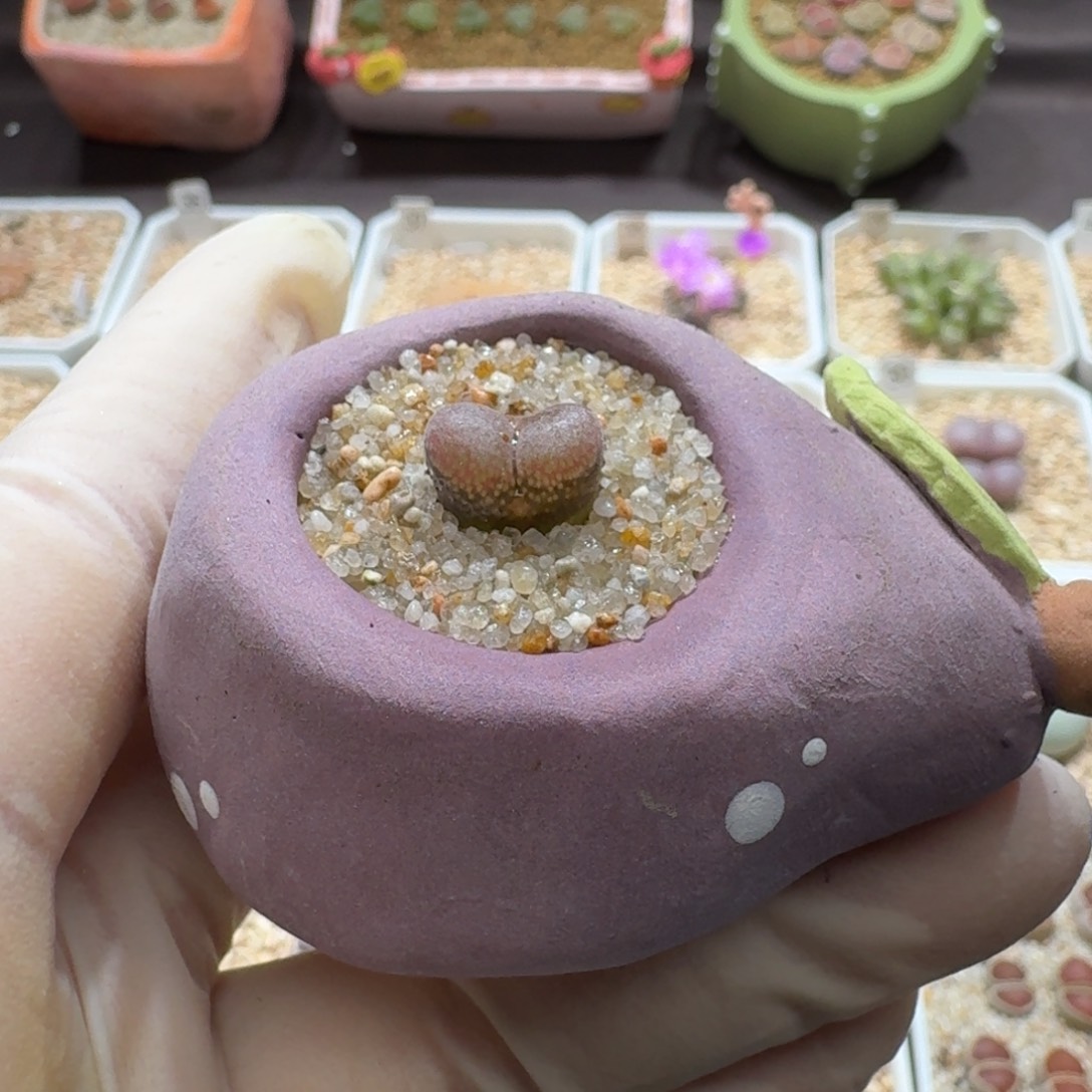 0910-077连盆带花红风铃