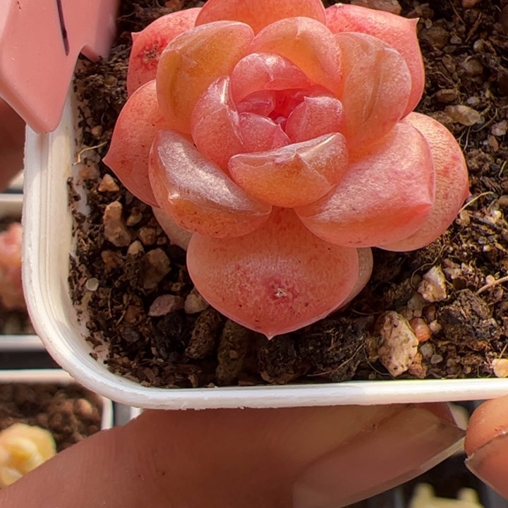 106 一物一拍，精品糖心，尺寸不大介意勿拍