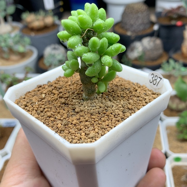 诱惑奇峰锦脱土（不包掉叶子）