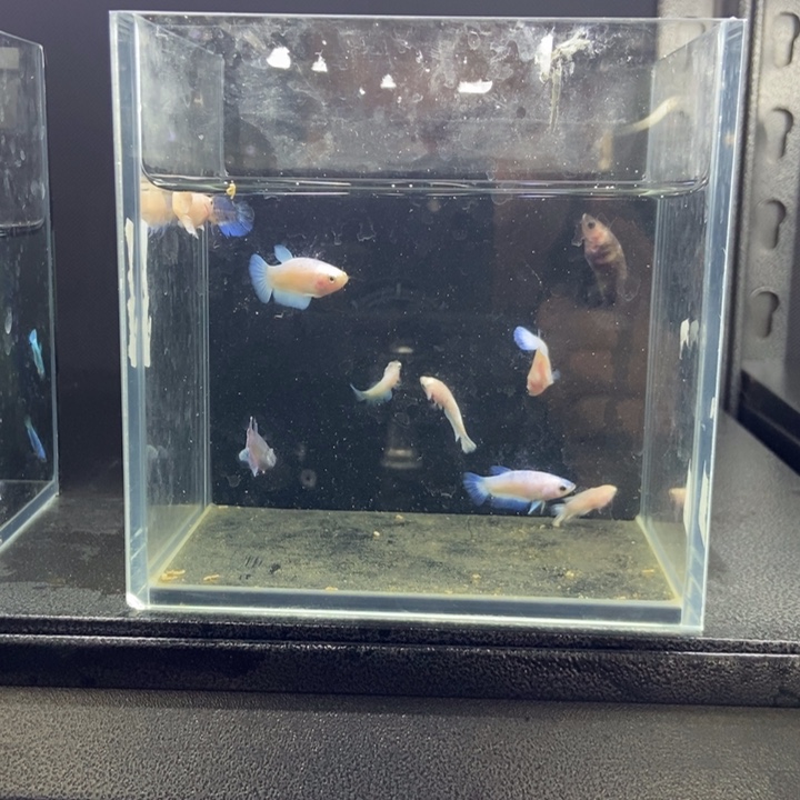 斗鱼包活不包损所见即所得652