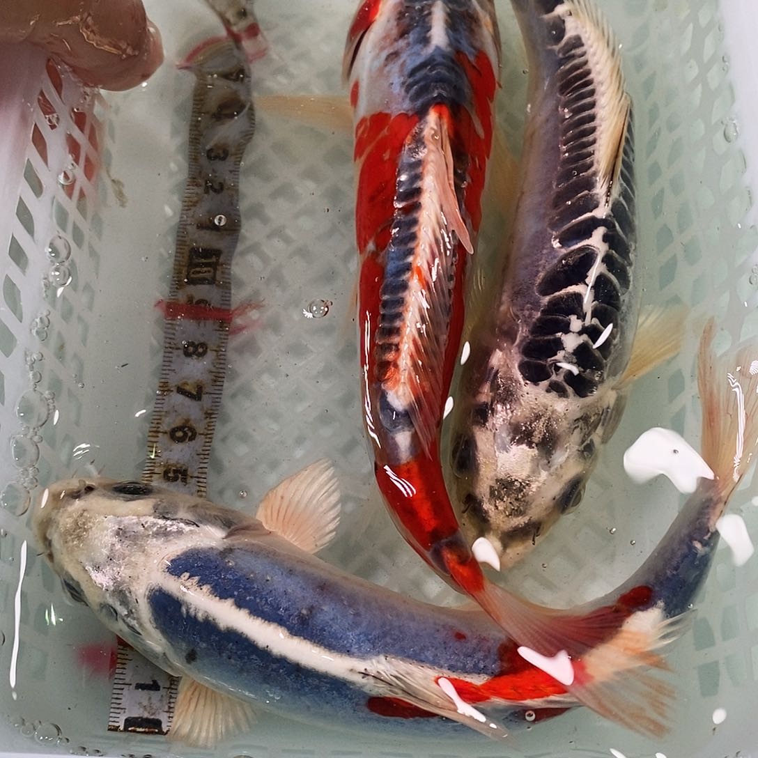 锦鲤冷水锦鲤包邮