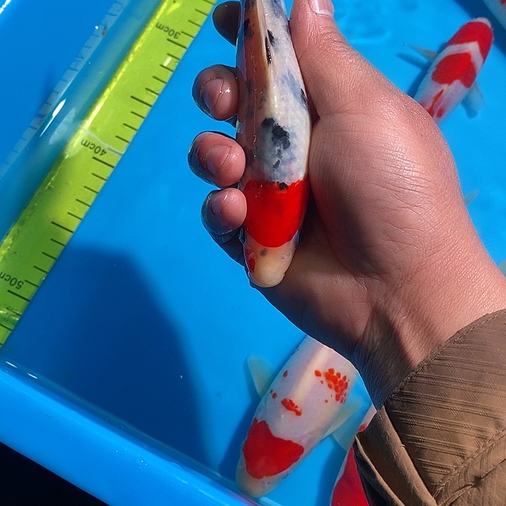 锦鲤纯种血统锦鲤观赏鱼