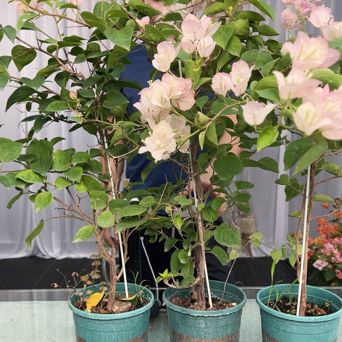 大部分开放少量花苞五宝带竹一棵