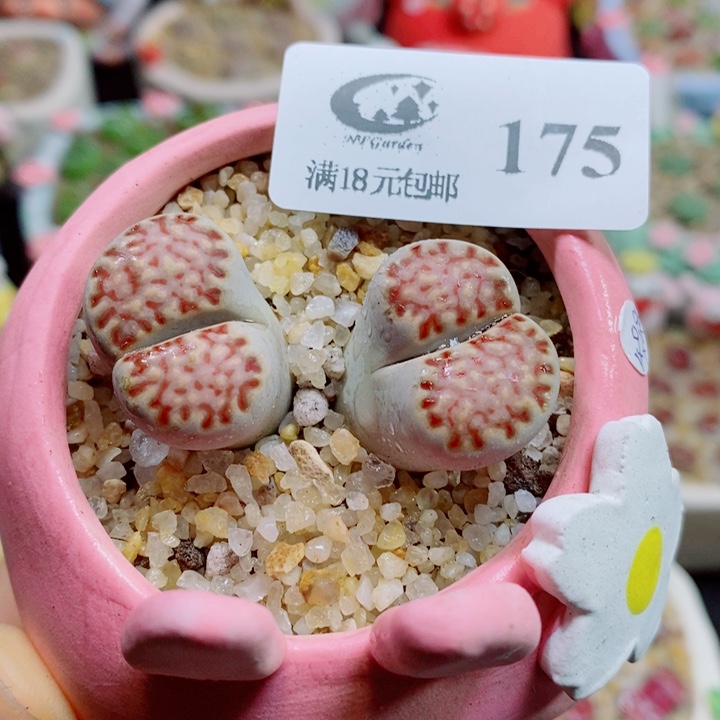 生石花花红红火火175