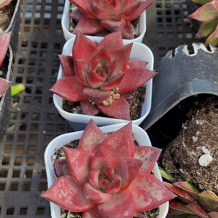 5.5方罗宾带盆土发