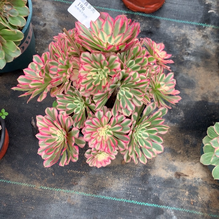 雾***1196红铜白多肉植物特价
