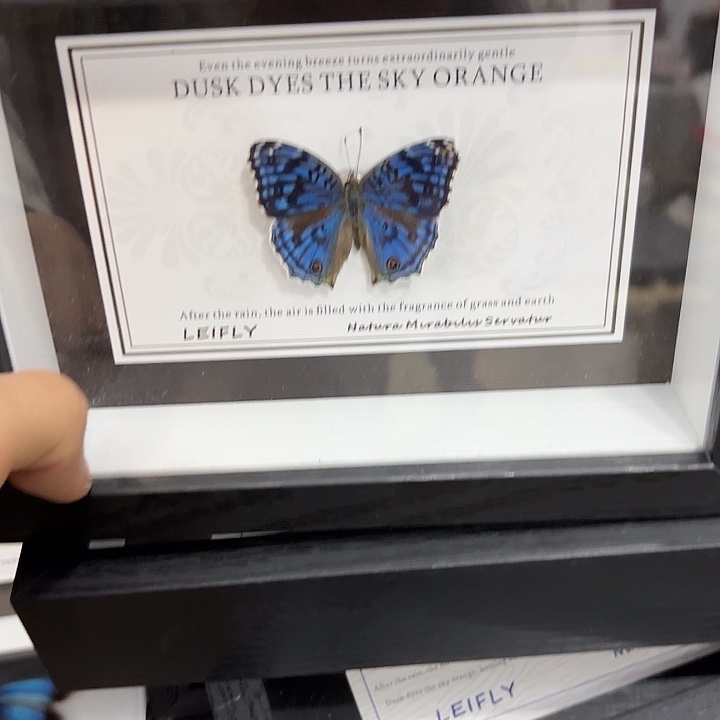 M***.蝴蝶标本定制版186