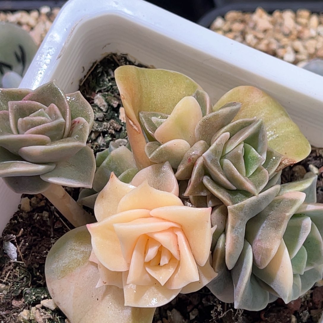 多肉特价可爱玫瑰锦底座6921